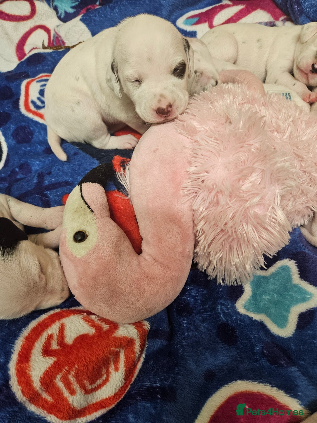 Dalmatian dogs for sale: 6 KC Dalmatian puppies Left - Image 17