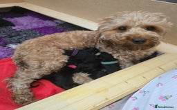 Cockapoo dogs for sale: American Cockapoo Puppies - Image 3