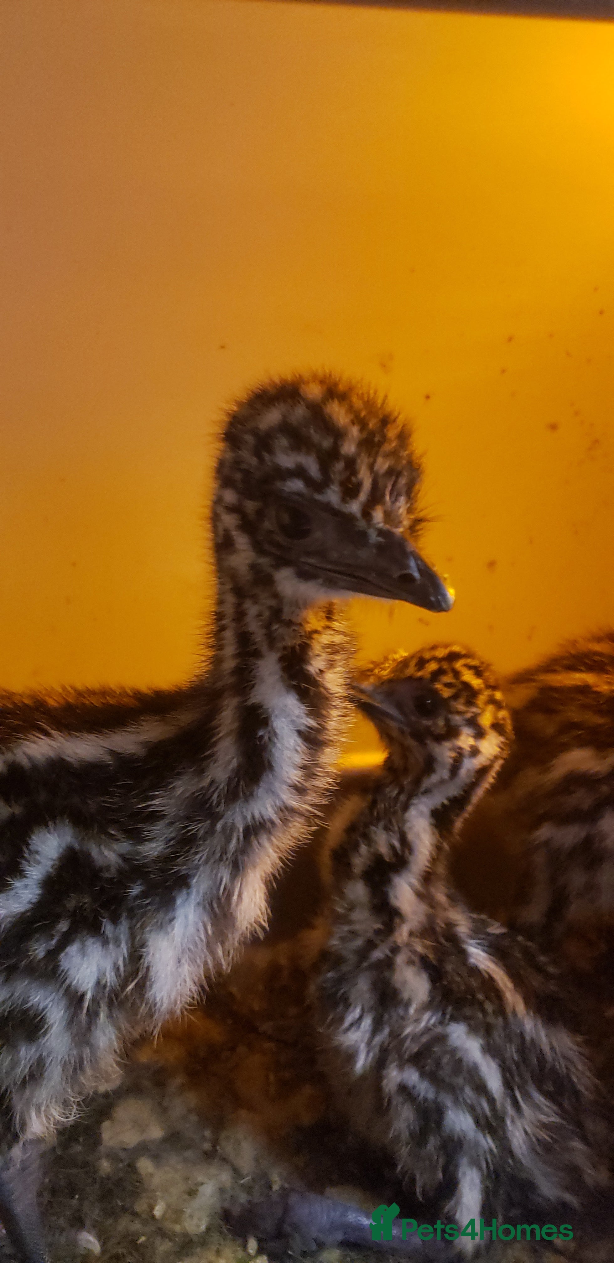 Emus poultry Emu chicks available now - Advert 1