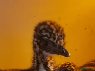 Emus poultry Emu chicks available now - Advert 1
