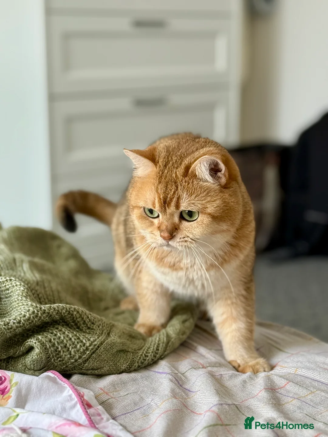 British Shorthair cats for stud: Gold BRI ny12 Stud in Derby - Advert 6