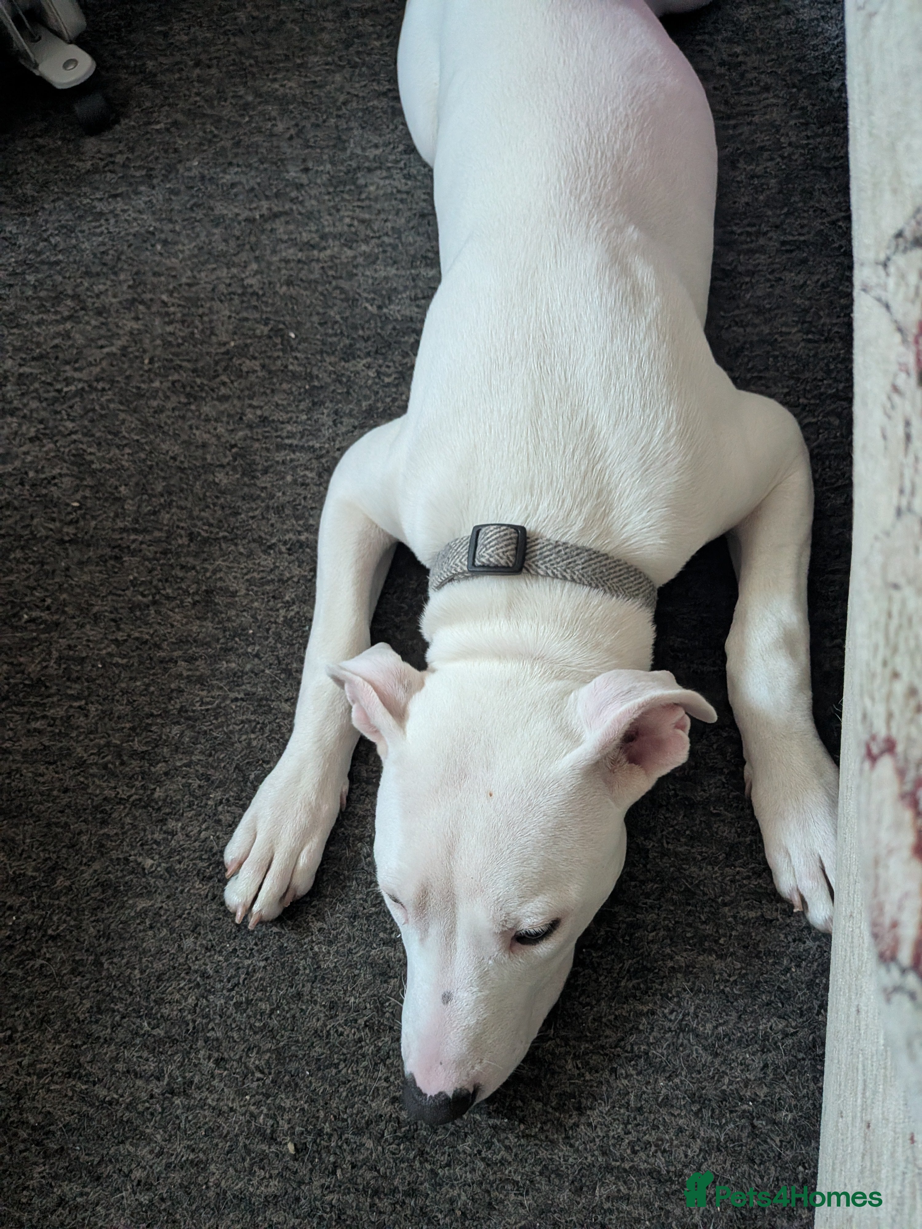 Lurcher dogs American bulldog x lurcher - Advert 2