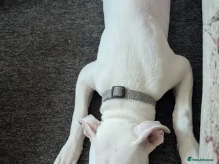 Lurcher dogs American bulldog x lurcher - Advert 2