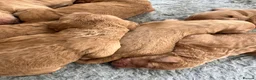 Goldendoodle dogs for sale: GoldenDoodle F1b  - Advert 13