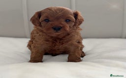 Cavapoo dogs for sale: Dream Cavapoo puppies, DNA Clear, Home Raised - Image 6