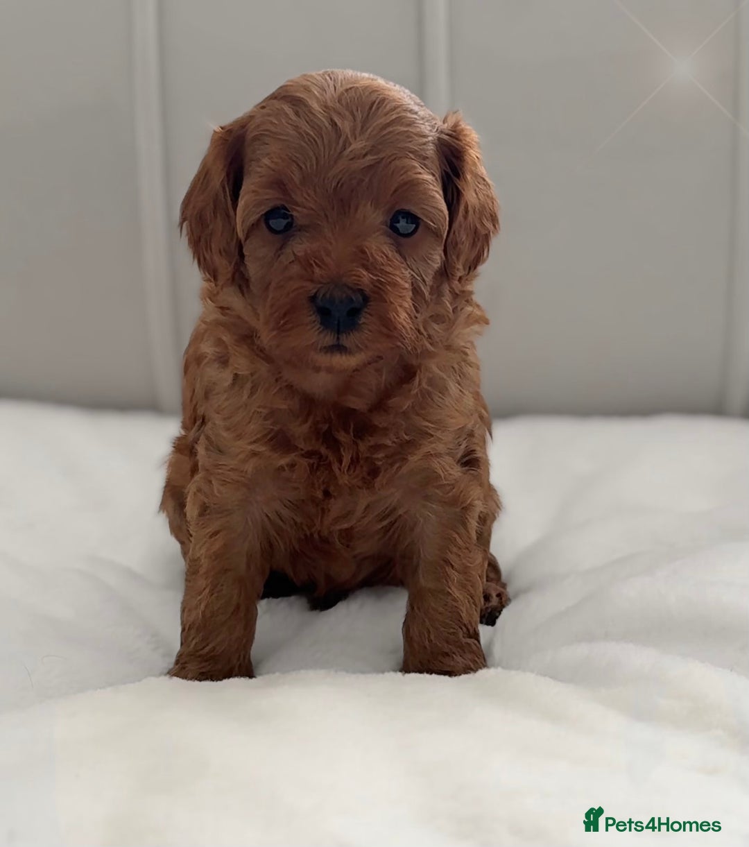 Cavapoo dogs for sale: Dream Cavapoo puppies, DNA Clear, Home Raised - Image 6
