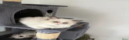 Ragdoll cats for sale: 100% Fully Traceable ragdoll kitten for sale - Advert 7