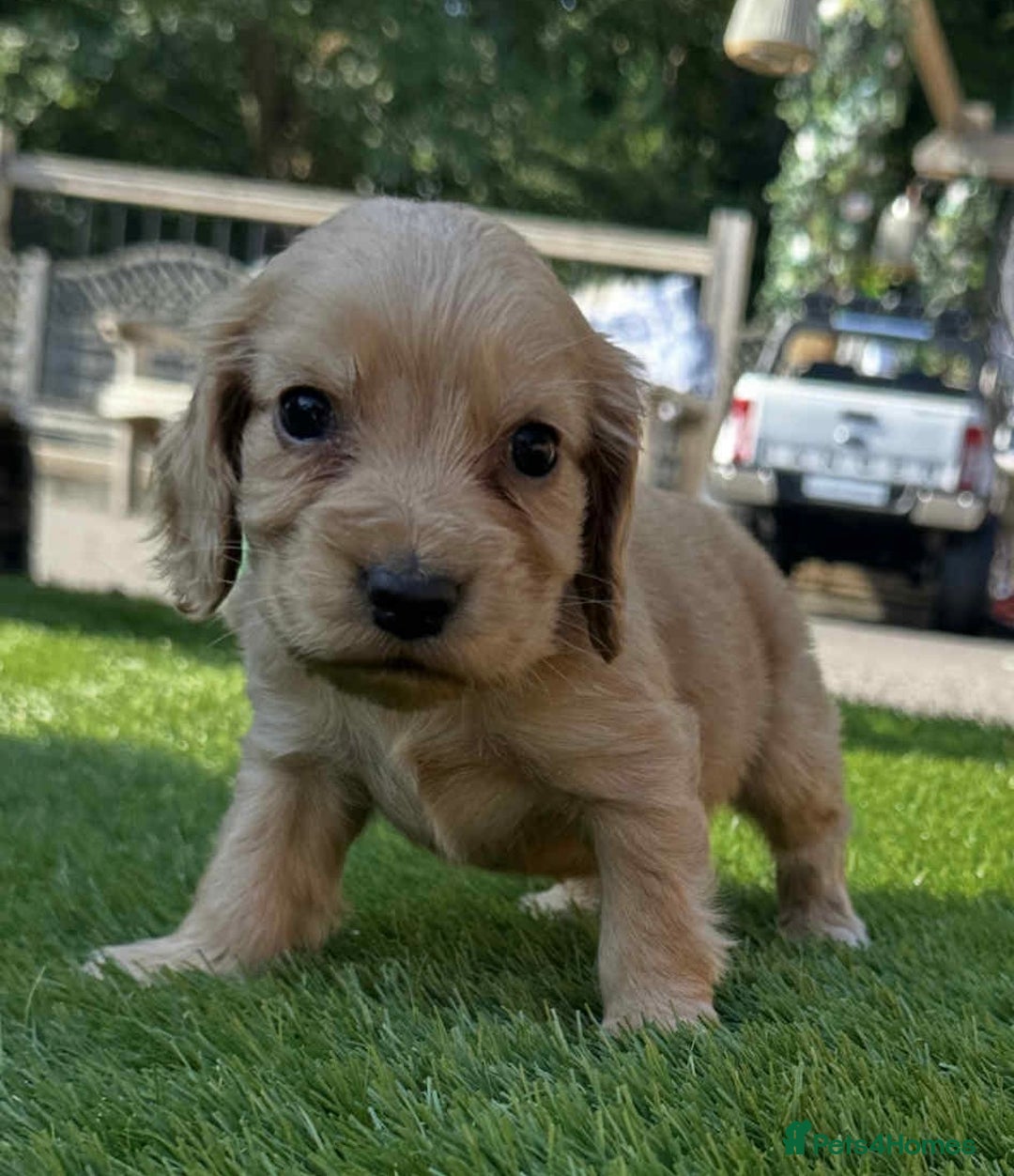 Cocker Spaniel dogs for sale: cocker spaniel show puppies - Image 5