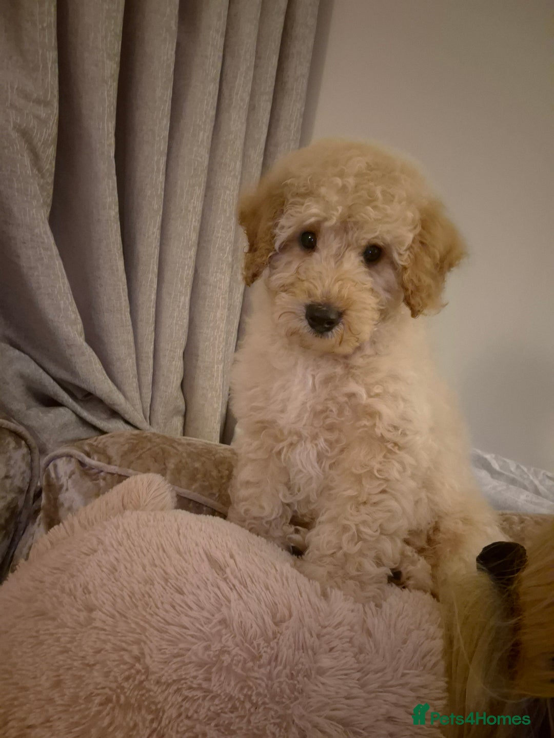 Miniature Poodle dogs for sale: Miniature poodle - Advert 3
