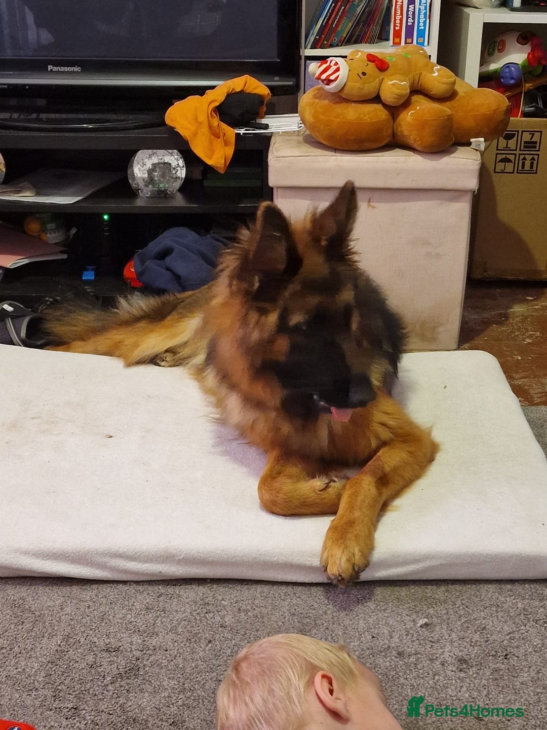 German Shepherd dogs for sale: Beautiful German shepherd called narla  - Image 4