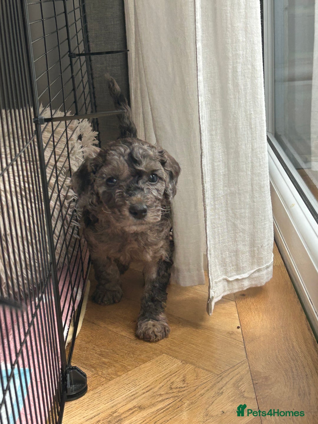 Cockapoo dogs for sale: Fb2 miniature cockapoo - Advert 16