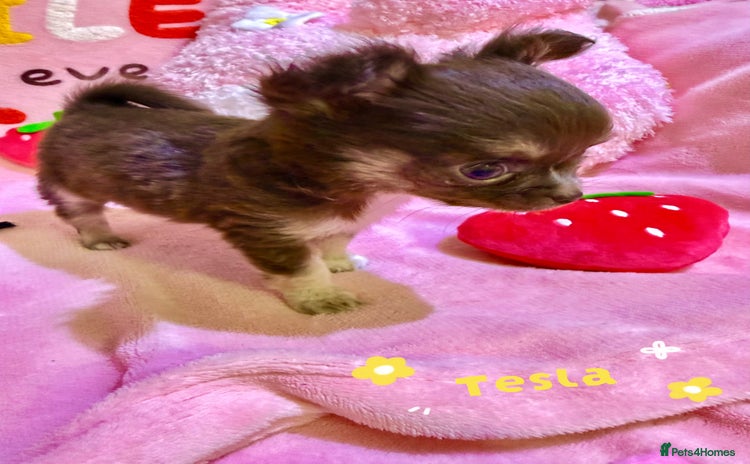 Chihuahua dogs - Advert 4