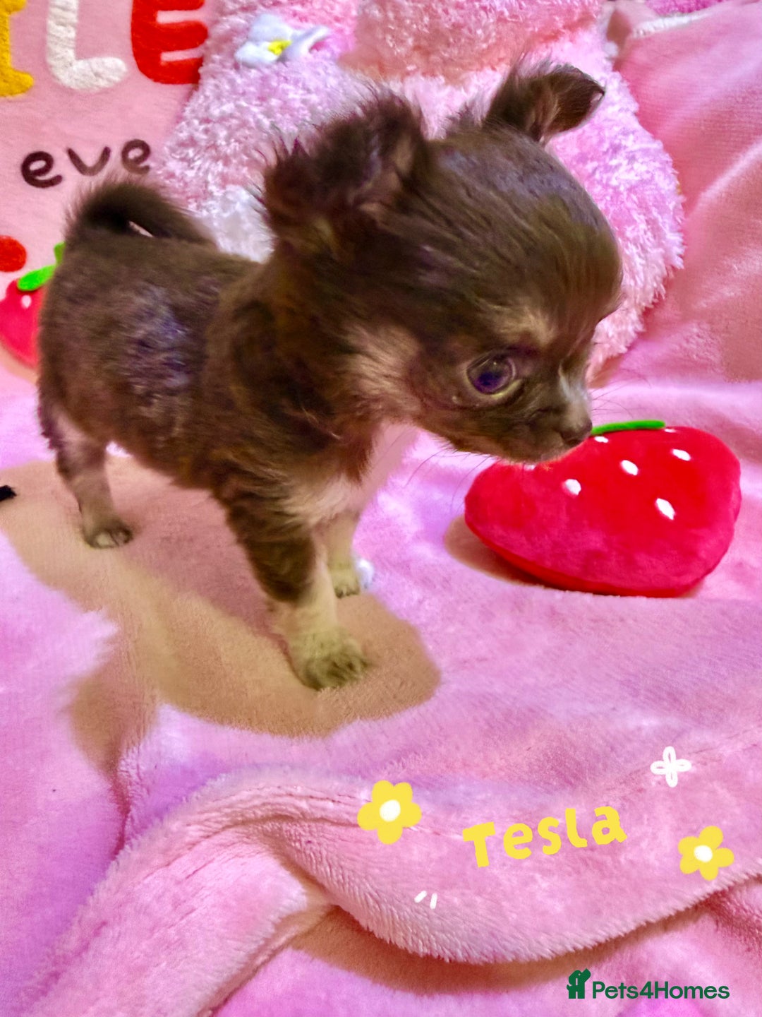 Chihuahua dogs for sale: 🔥 Adorable long-haired Chihuahua puppies for sale - Image 1