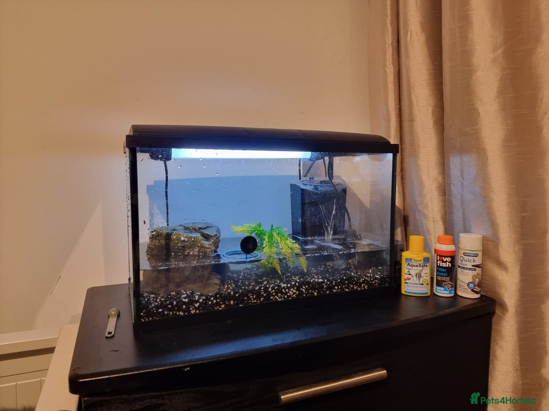 Terrapin reptiles for sale: Terrapin - Advert 5