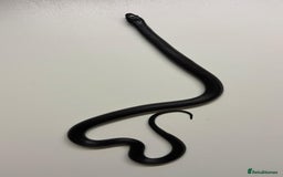 King Snake reptiles for sale: MBK Snake (Male) - Image 2