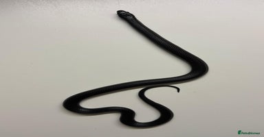 King Snake reptiles - Advert 10