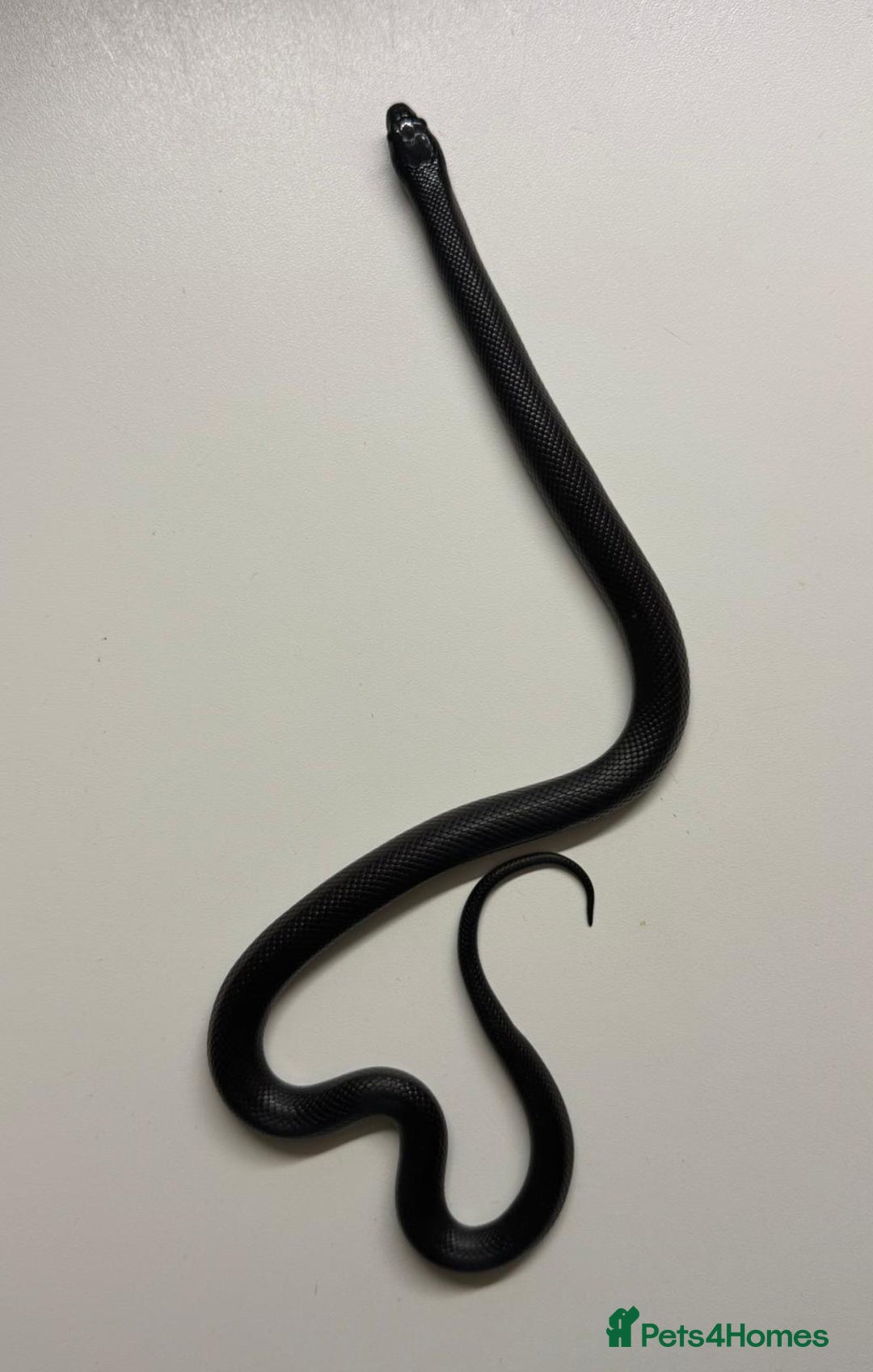 King Snake reptiles for sale: MBK Snake (Male) - Image 2