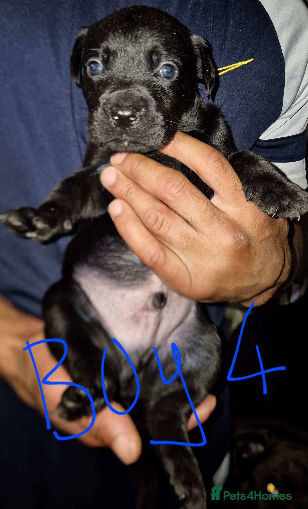 Mixed Breed dogs for sale: 10 beautiful cane corso cross bullmastiff puppies - Image 12