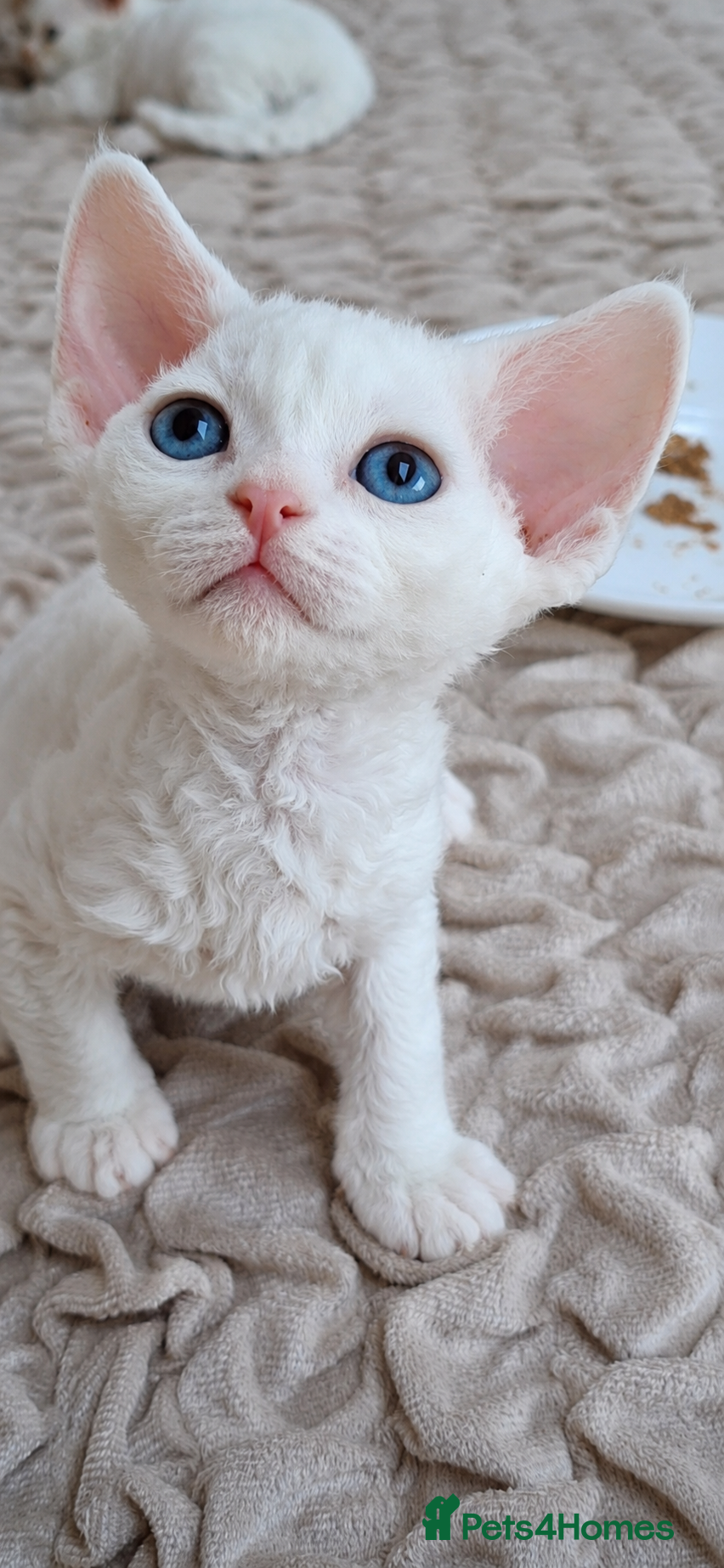 Devon Rex cats Devon Rex -the price includes sterilization - Advert 2