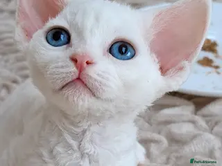 Devon Rex cats Devon Rex -the price includes sterilization - Advert 2