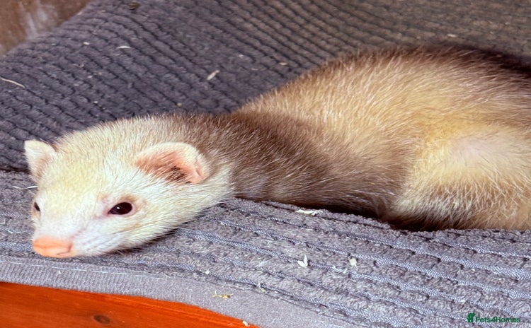 Ferret rodents - Advert 12