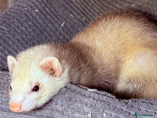 Ferret rodents - Advert 4