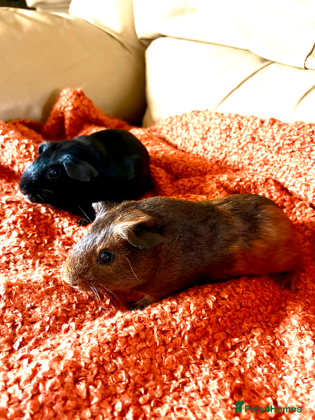 Guinea Pig rodents for sale: Two lovely boars looking for a new home! - Image 6