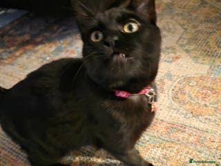 Mixed Breed cats 2 x male mixed breed kittens for free. - Advert 18