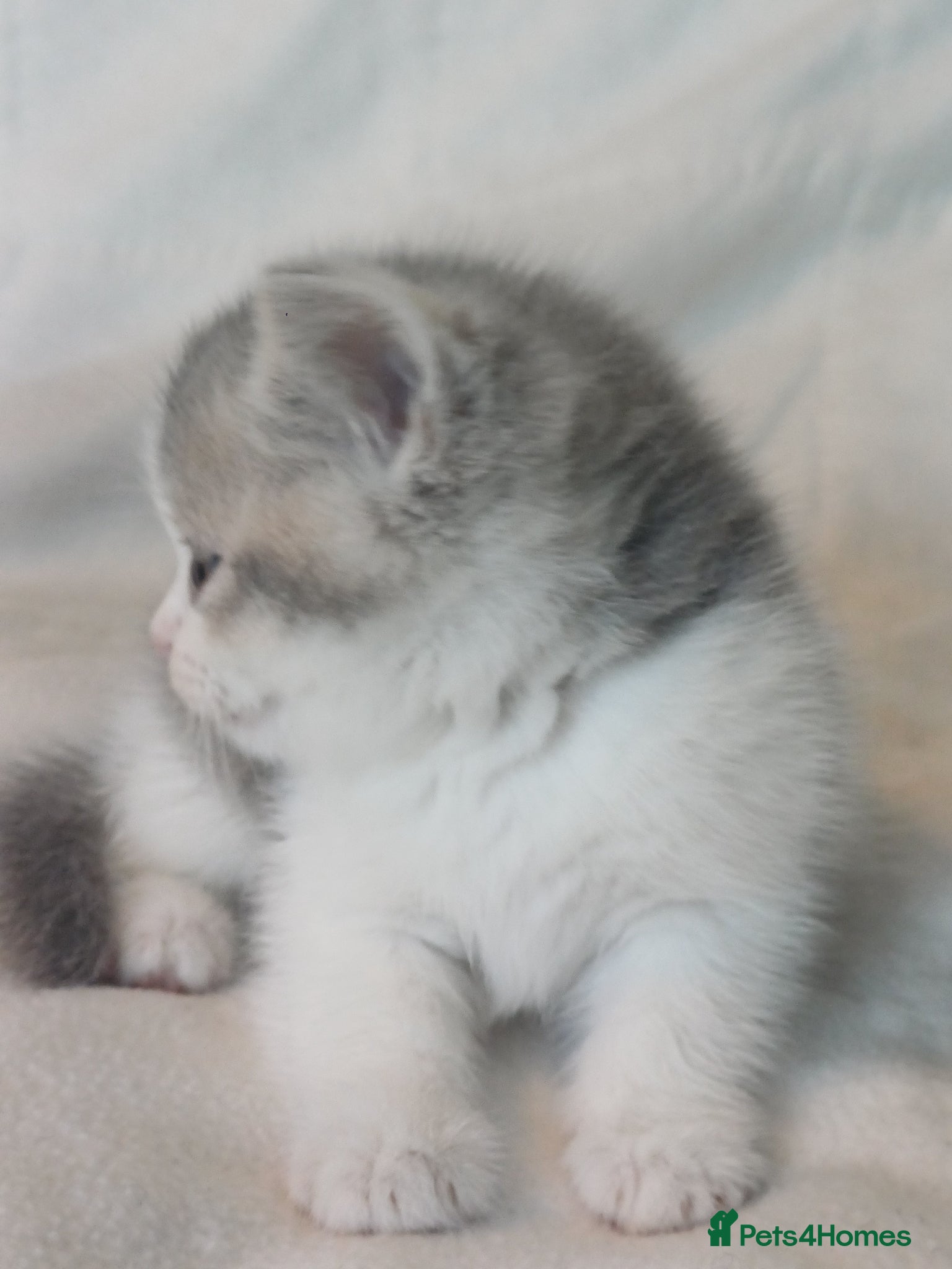British Shorthair cats for sale: Gorgeous Brittish Shorthair 🐱 - Advert 3