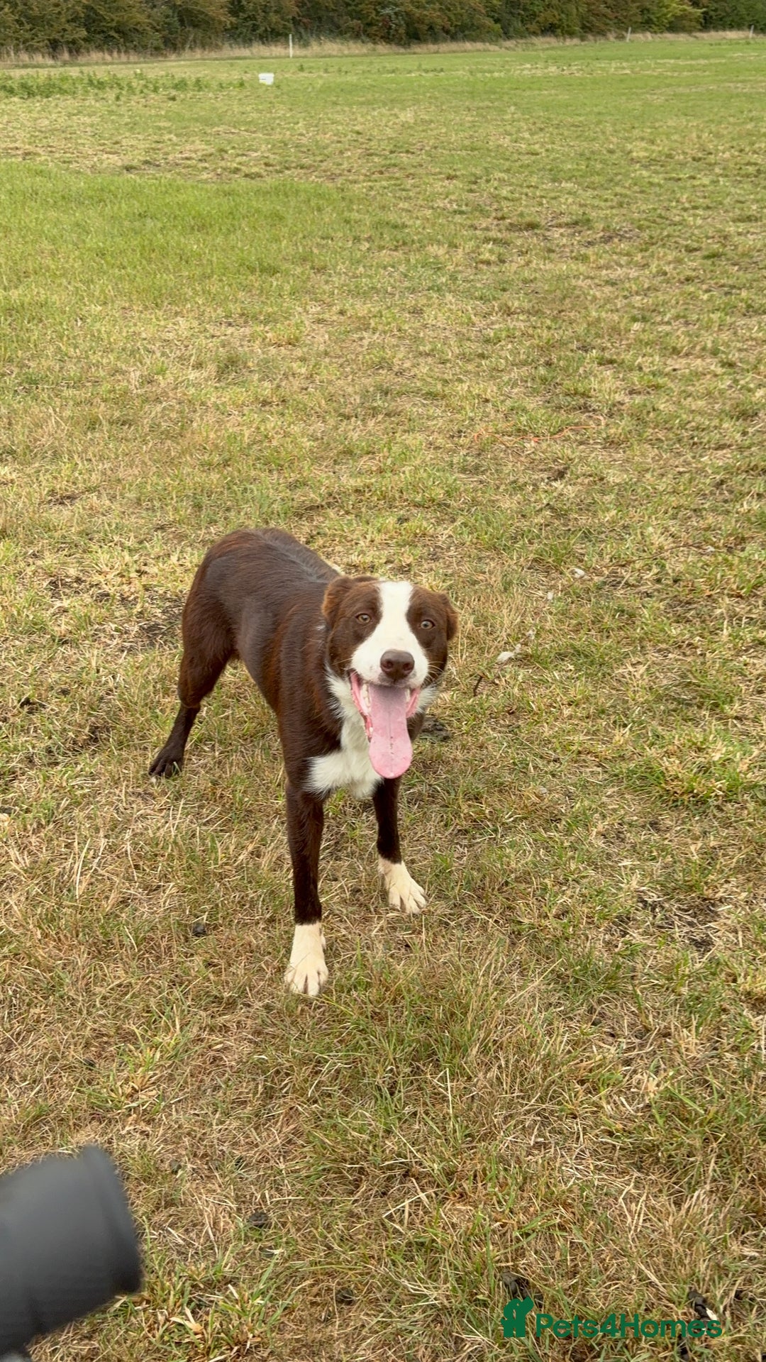 Border Collie dogs for stud: Red dog for stud - Advert 4