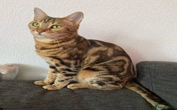 Bengal cats for sale: English tabby X Bengal  - Image 5