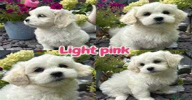 Mixed Breed dogs - Advert 2