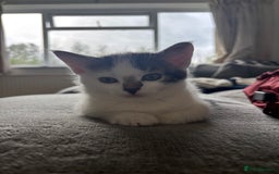 Mixed Breed cats for sale: TWO LEFT! Beautiful kittens ready for 5/10/25 - Image 24