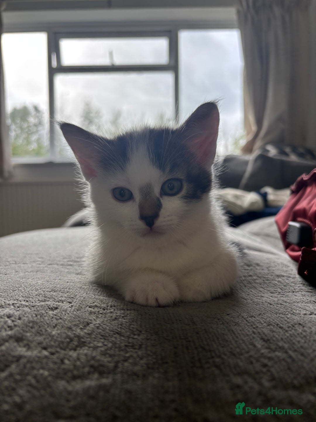 Mixed Breed cats for sale: TWO LEFT! Beautiful kittens ready for 5/10/25 - Image 24