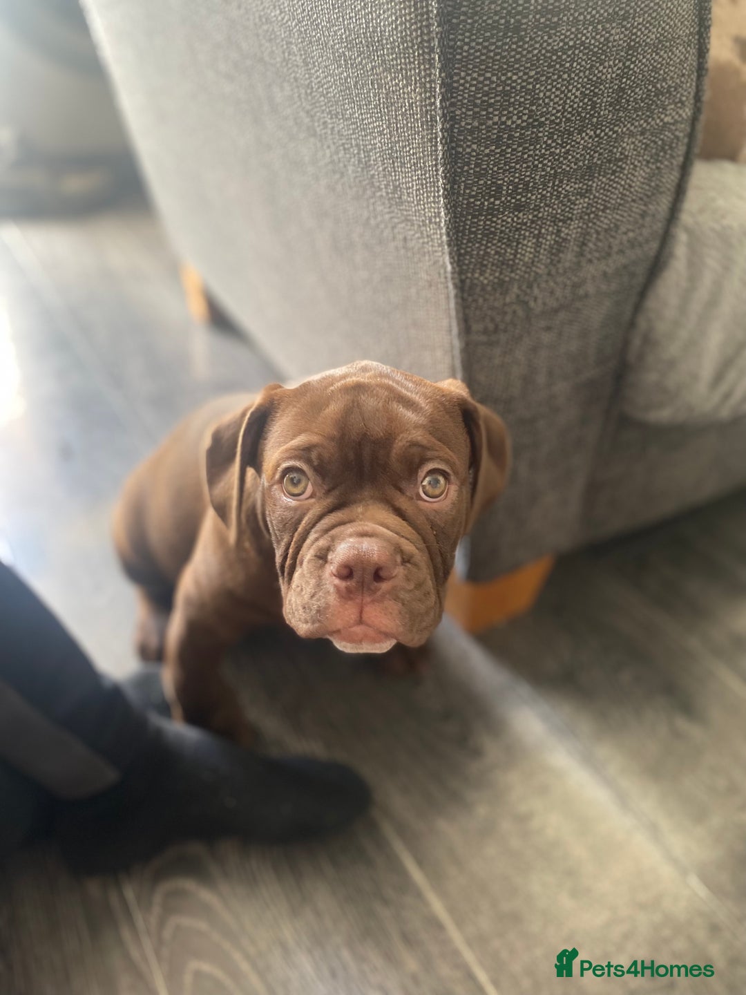 Old Tyme Bulldog dogs for sale: Chocolate male for sale  - Advert 5