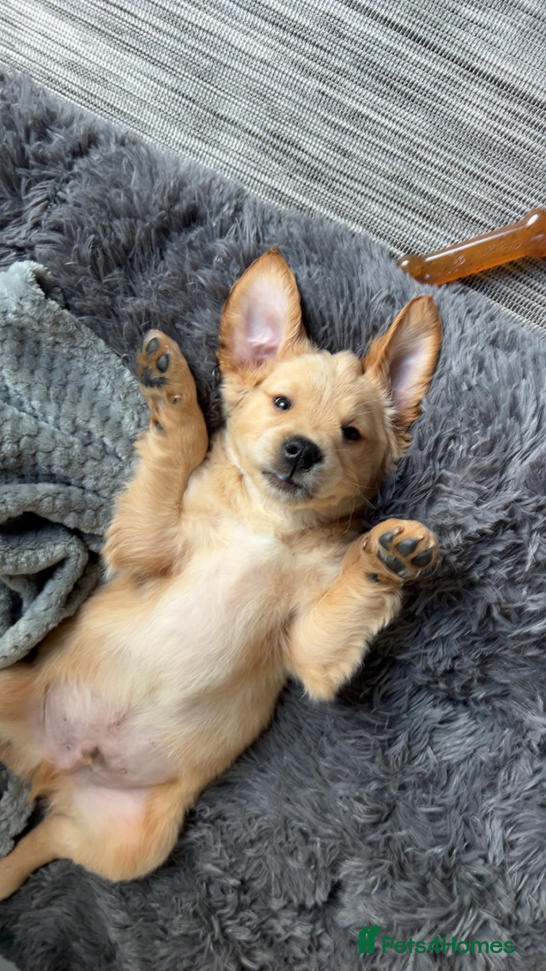 Golden Retriever dogs for sale: Golden Retriever Puppy - Advert 1