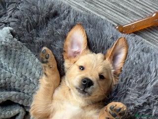 Golden Retriever dogs Golden Retriever Puppy - Advert 6