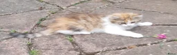 Siberian cats for sale: Gorgeous Siberian Girl - Advert 4