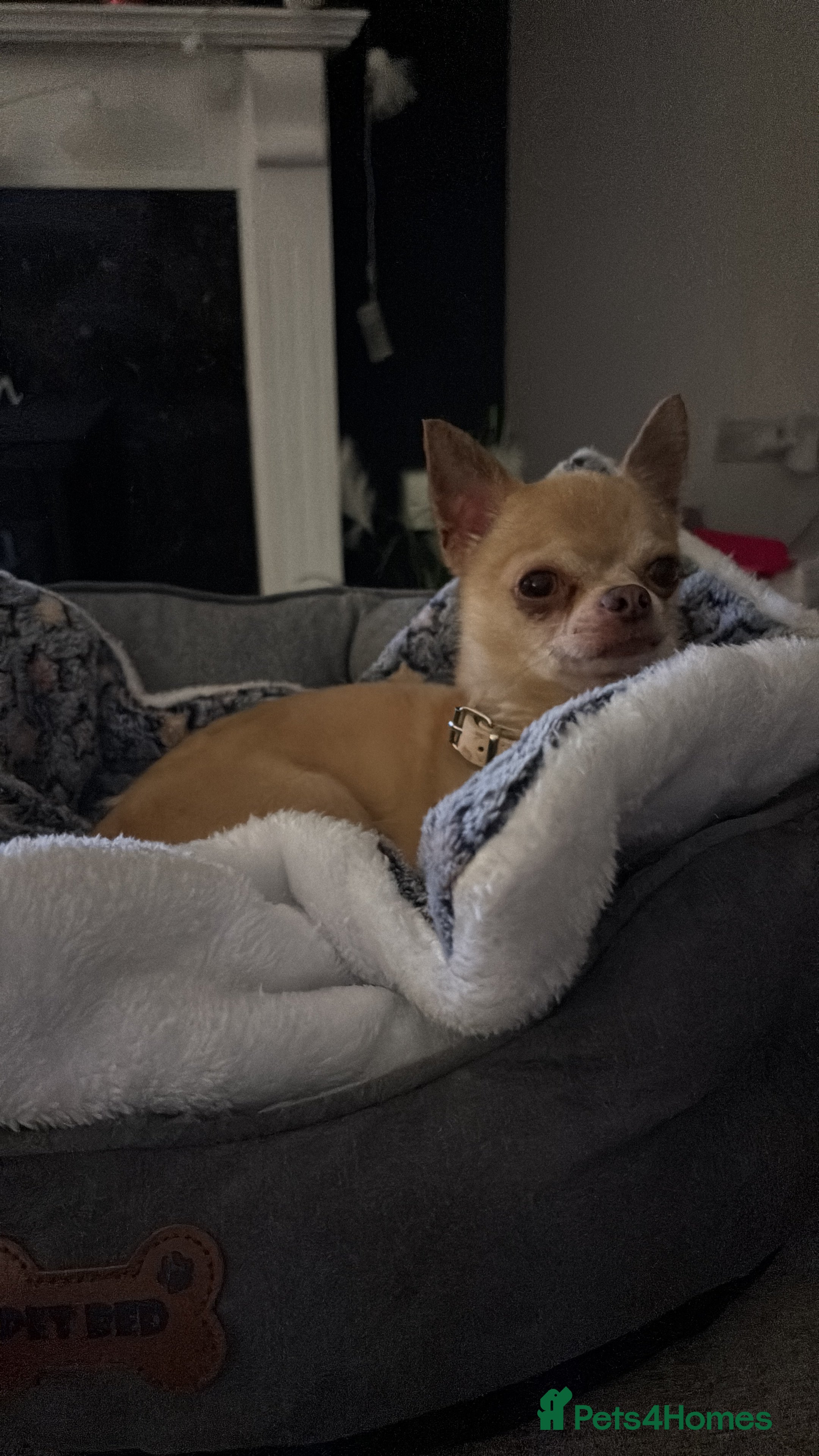 Chihuahua dogs Chihuahua Stud - Advert 13