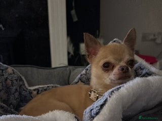 Chihuahua dogs - Advert 1