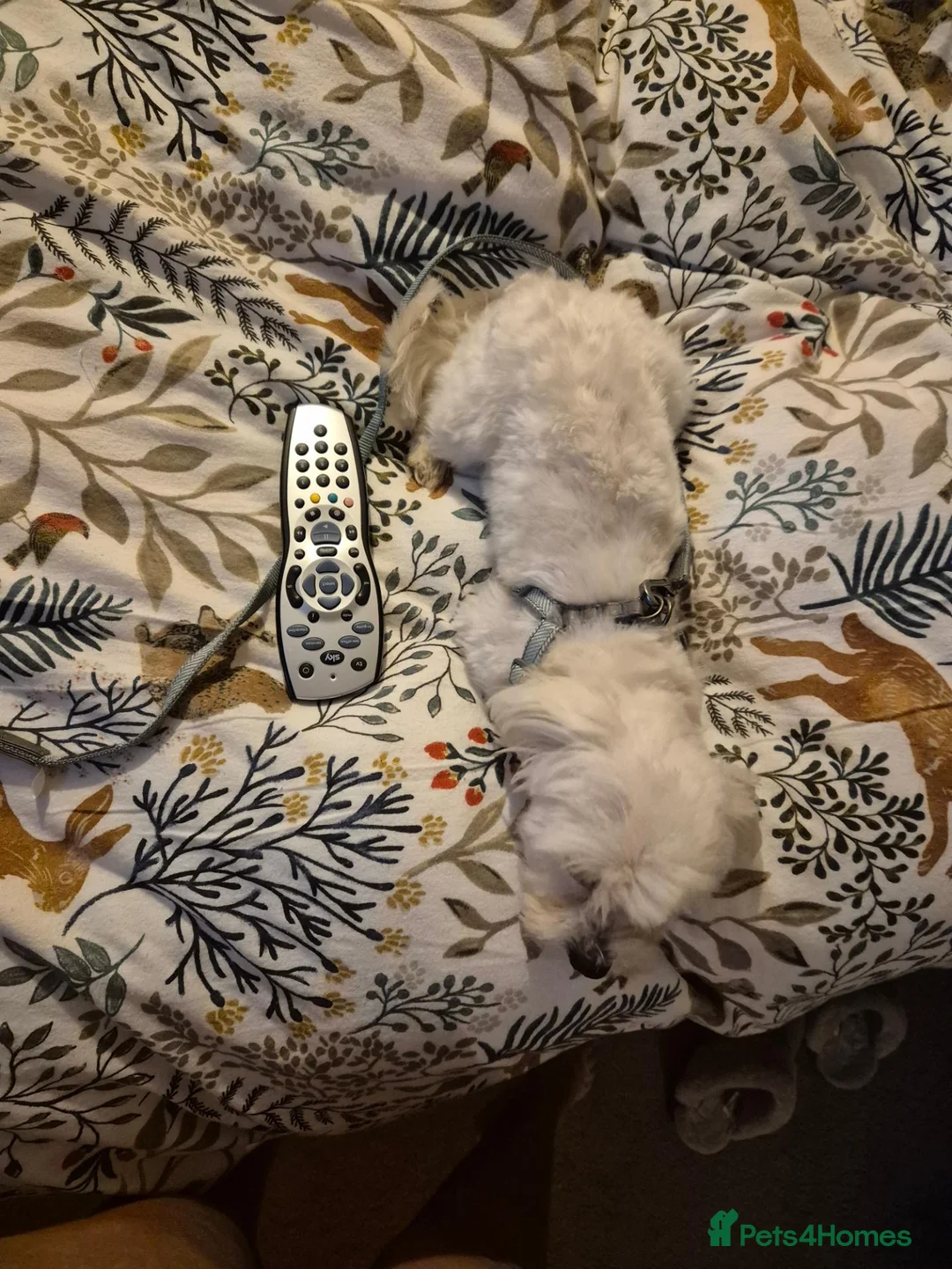 Maltese dogs for stud: Mimi Maltese  - Advert 2