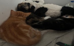 Maine Coon cats for sale: Maine coon cross kittens  - Advert 4