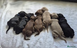 Miniature Dachshund dogs for sale: 6 Dachshund pups looking for forever home in Middlesbrough - Image 2