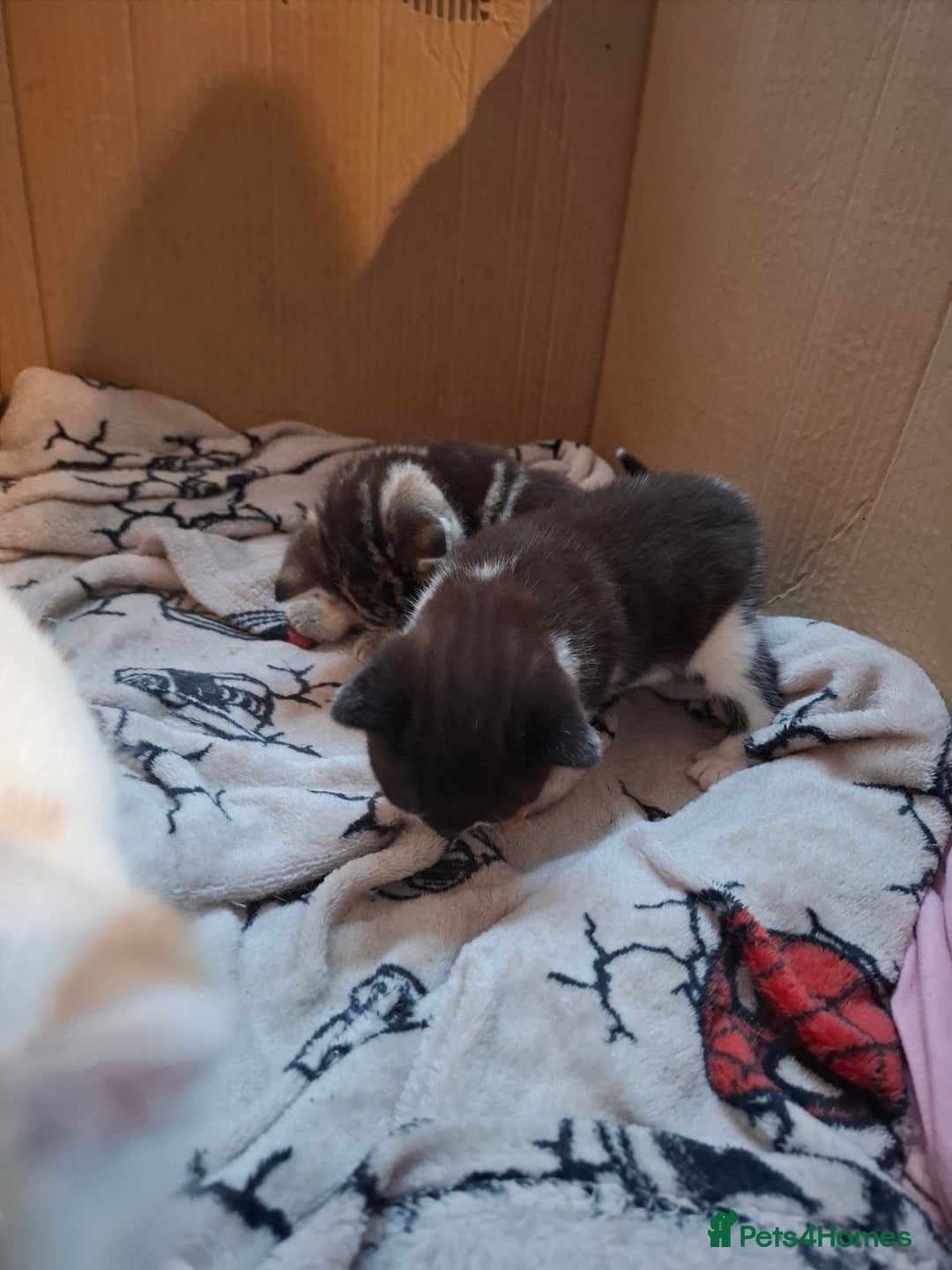 Mixed Breed cats for sale: Female kittens for sale - Image 9