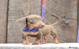 Miniature Dachshund dogs for sale: Miniature Dachshunds Chocolate and Tan Boys  - Image 6