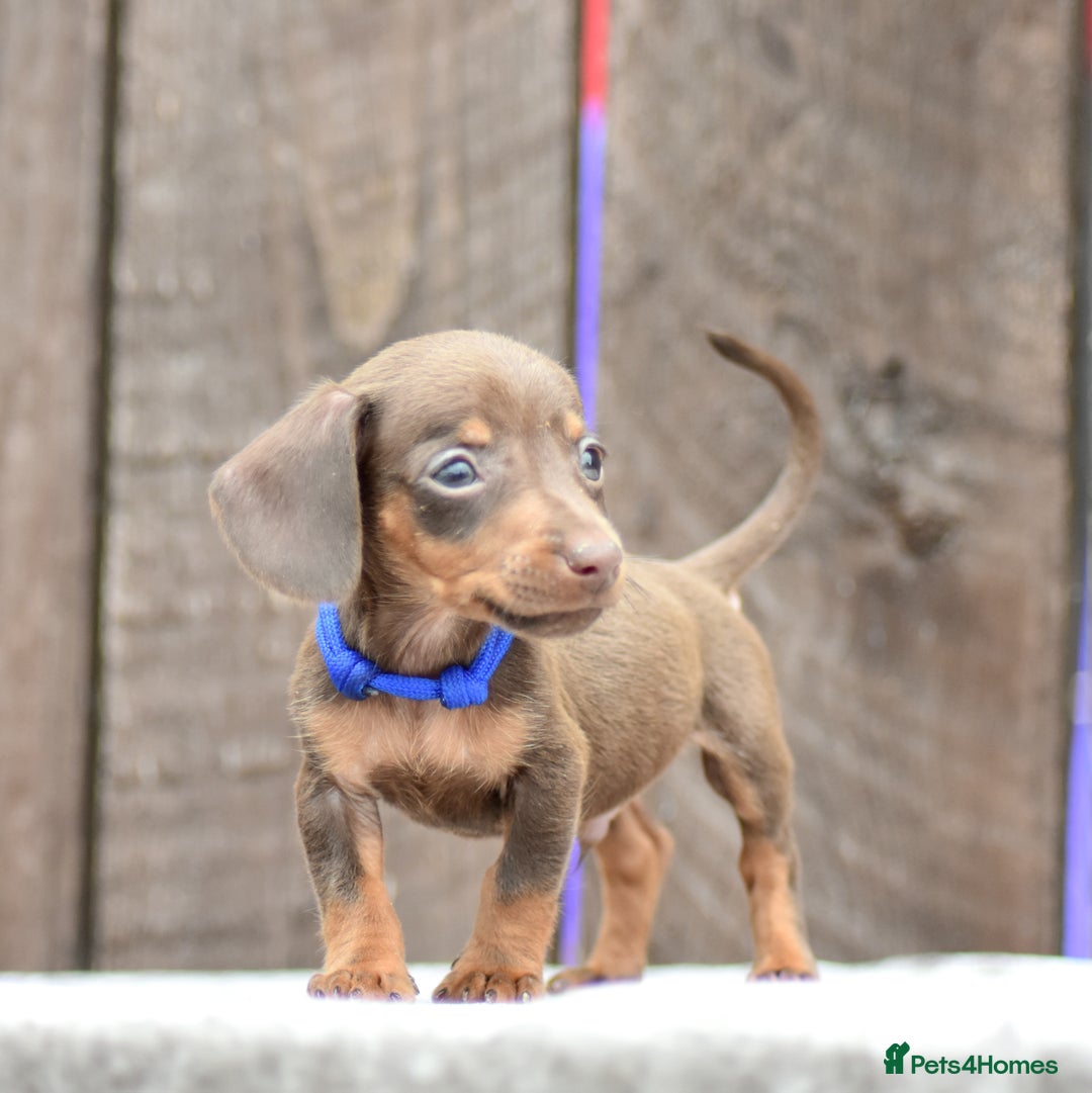 Miniature Dachshund dogs for sale: Miniature Dachshunds Chocolate and Tan Boys  - Image 6