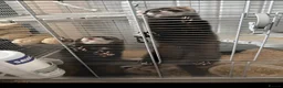 Ferret rodents for sale: Ferrets & cage - Advert 3
