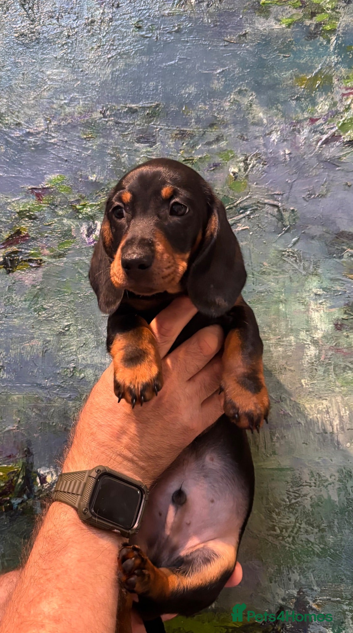 Miniature Dachshund dogs ONE BOY AVAILABLE FROM LICENCED HOME BREEDER  - Advert 1