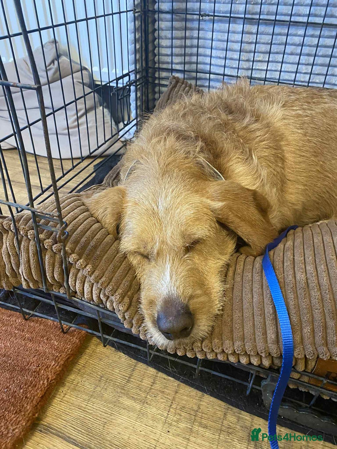 Basset Fauve De Bretagne dogs for adoption: Handsome Howie looking for adoption - Advert 7