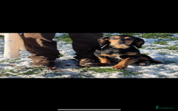 Cocker Spaniel dogs for stud: Full health tested , gamekeeper owned , WCS - Image 2